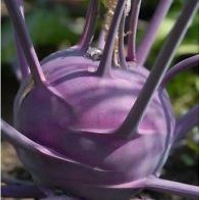 Omaxe Knol Khol F1 Hybrid Purple seeds (100 Seeds)